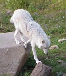 
            Genug geredet!
            Zeit zum Handeln!
            Klicken Sie auf das Bild,
            um Ihre Bestellung von
            'Die natürliche Ernährung des Wolfes -
            ein Wegweiser zur Fütterung Ihres Hundes?' aufzugeben.
            